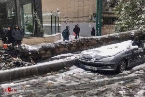 سقوط درخت در اثر بارش برف